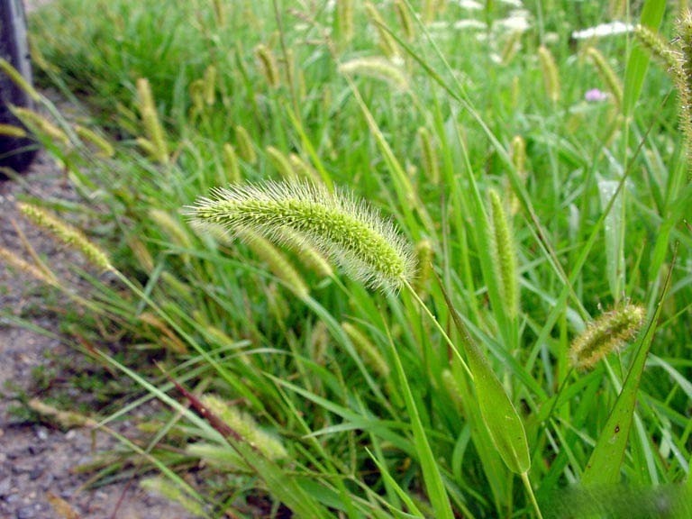 Cây Cỏ đuôi chó. Setaria viridis - Cây Thuốc Nam Quanh Ta